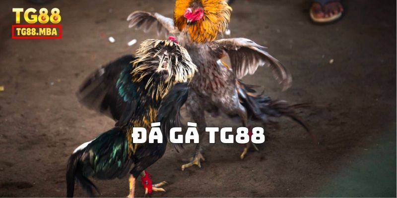 đá gà TG888
