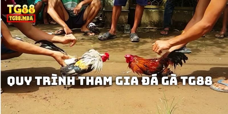 quy trình tham gia đá gà tg888