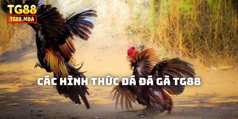 tổng quan về đá gà tg888