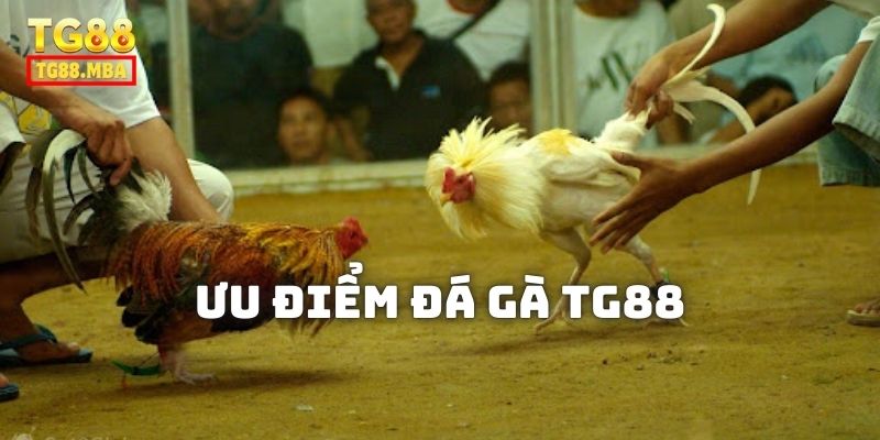 ưu điểm tại đá gà tg888